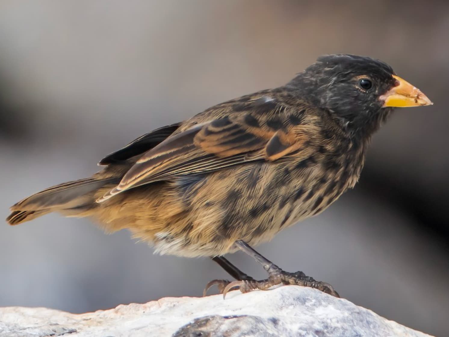 Vampire ground finch